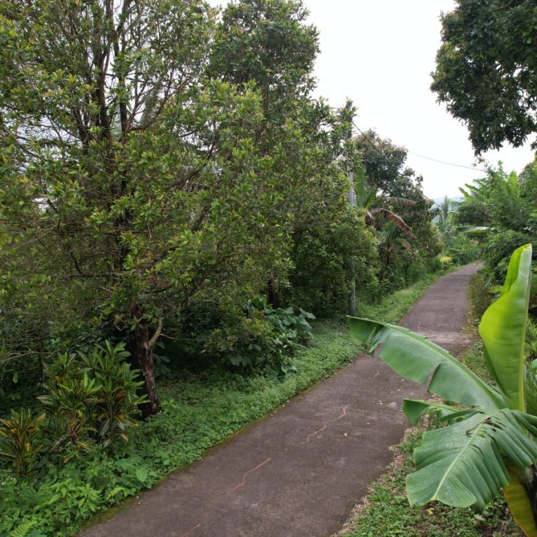 freehold land 16