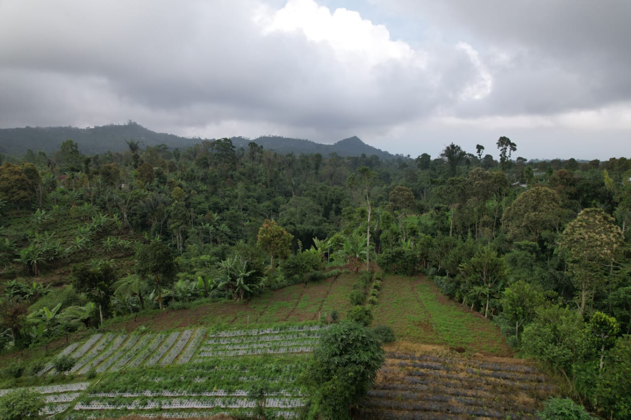 freehold land munduk 1